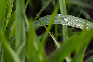 Dew drops on the grass in the morning time.