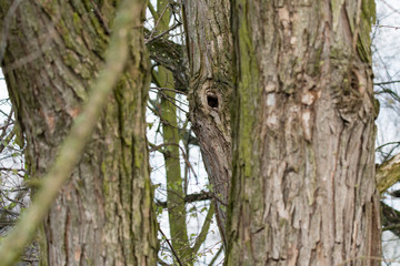 Obraz premium Bird hole in tree trunk.