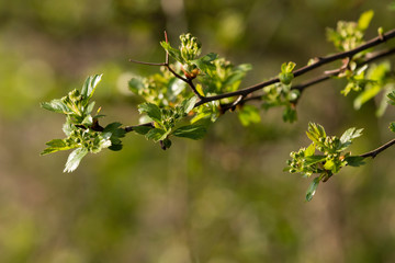 Crataegus - Buds of hawthorn flowers with green leaves.