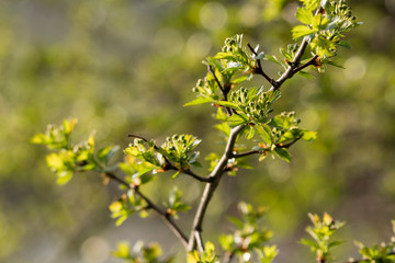 Crataegus - Buds of hawthorn flowers with green leaves.