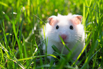 white hamster