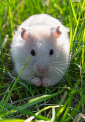 white hamster