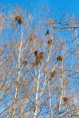 Bird nests on the tree branches
