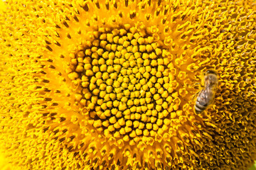 close-up of sunflower.