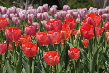 馬見丘陵公園の春