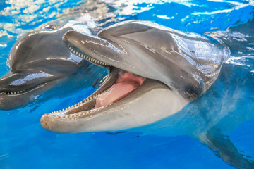 Smiling Dolphin. Two dolphins in water. The Dolphin in the foreground opened his mouth. Visible tongue and teeth