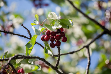 Red yummy cherry on the tree.