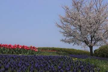 馬見丘陵公園の春