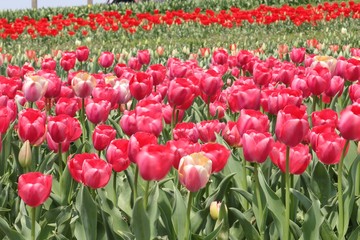 Fototapeta premium 馬見丘陵公園の春
