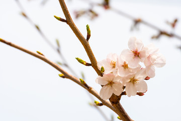 Cherry blossom in spring for background or copy space for text