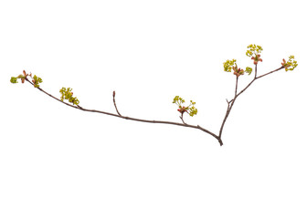 Blossoming branch with flowers. Single spring tree branch with flowers and buds, isolated on white...