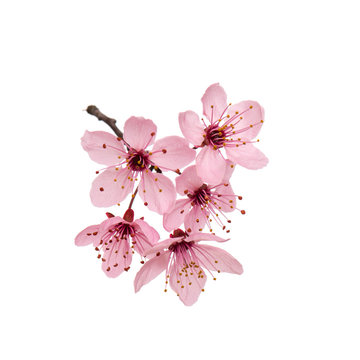 Blossoming branch with pink Cherry blossom flowers. Single spring tree branch with flowers and buds, isolated on white background. Stick tree branch from nature for design.