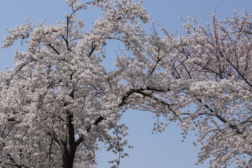 馬見丘陵公園の春