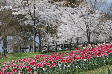 馬見丘陵公園の春