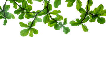 green leaves plant isolated with clipping path
