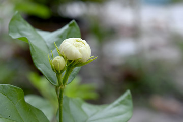 Jasmine flowers are not yet blooming.