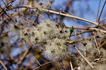 Seed heads of vitalba growing (old man’s beard) in a hedge on the blue sky background