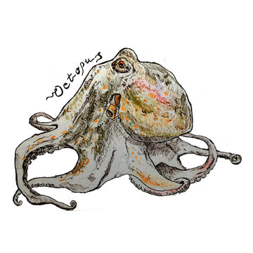 Hand drawn ink pen and colored pencils octopus and lettering. Colored sketch illustration for cards and travel broshures