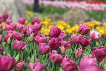 Fototapeta premium 馬見丘陵公園の春