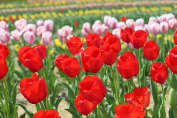 Obraz premium 馬見丘陵公園の春