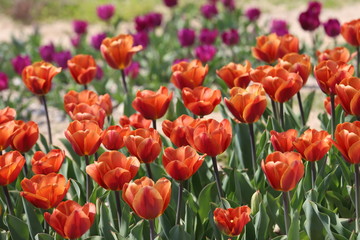 Fototapeta premium 馬見丘陵公園の春