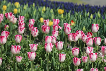 Obraz premium 馬見丘陵公園の春