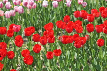 馬見丘陵公園の春