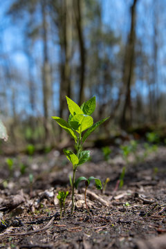 young plant in soil