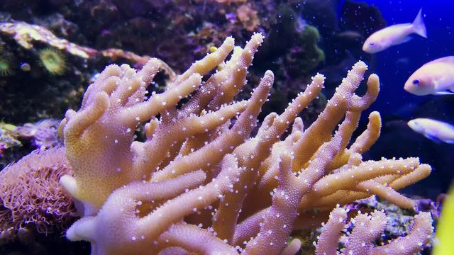 Amphiprion ocellaris among soft corals, video of undersea world. Clown fish and nemateleotris decora in aquarium. Coral reefs and seaweeds, underwater montipora sp. in aquarium or oceanarium