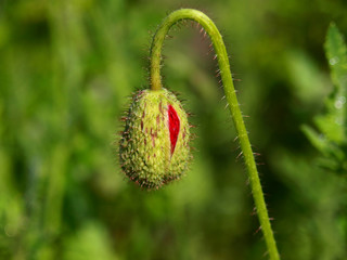 Poppy bud of the Oriental poppy is going to bloom in the green garden. Unblown red poppy flower