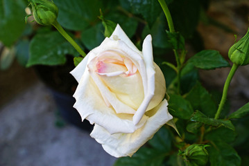 Bouton de rose blanche