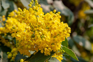 View of flowering plant mahonie..The Common Mahonie or Thorn-leaf Mahogony (Berberis aquifolium) is a species of the genus Barberry (Berberis)
