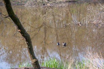 View of nature lake in the forest Rosental in Leipzig, Germany in spring with ducks and old trees