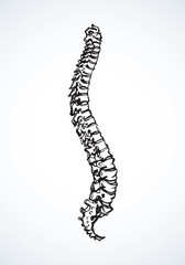 Spine. Vector drawing