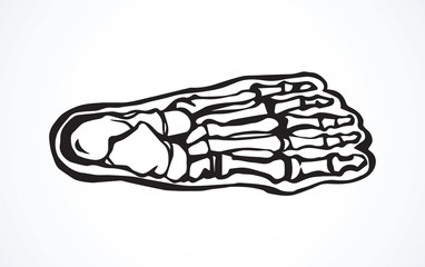 Bones of the foot. Vector drawing