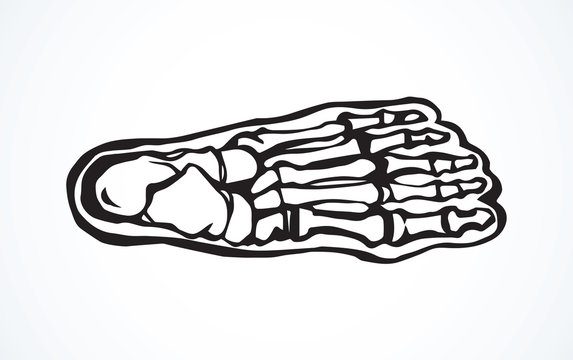 Bones of the foot. Vector drawing