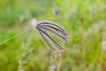 Close up of reeds grass background