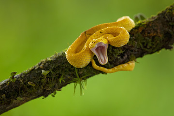 Bothriechis schlegelii, the eyelash viper, is a venomous pit viper species found in Central and South America