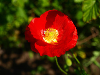Single red poppy in blossoming in the country garden. Spring garden and flower background. Blooming garden with the poppy