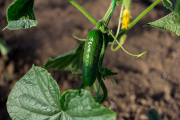 Obraz premium bitter pepper, background