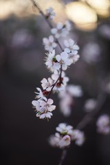 Beautiful fruit tree blooming, spring time apricot blossom at sunset.