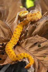 Bothriechis schlegelii, the eyelash viper, is a venomous pit viper species found in Central and South America