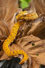 Bothriechis schlegelii, the eyelash viper, is a venomous pit viper species found in Central and South America
