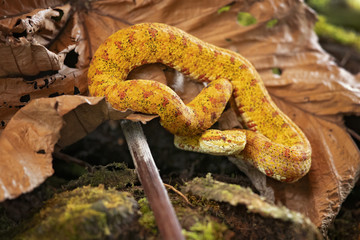 Bothriechis schlegelii, the eyelash viper, is a venomous pit viper species found in Central and South America