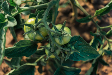green tomatoes in the garden, Close-up