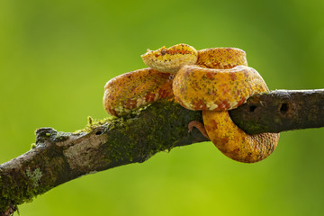 Bothriechis schlegelii, the eyelash viper, is a venomous pit viper species found in Central and South America