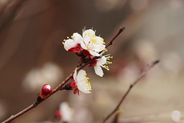Beautiful fruit tree blooming, spring time apricot blossom at sunset.