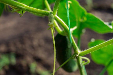 cucumber in the garden, Close-up