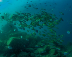 Fototapeta na wymiar The silhouette of schooling fish in Baja California, Mexico