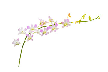 flower plant isolated with clipping path